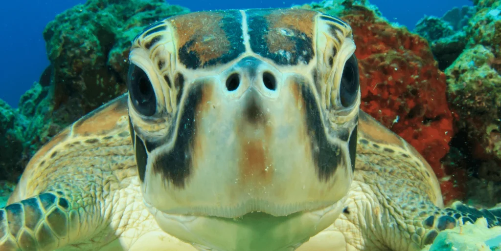 Close-up of a sea turtle's face on a colourful reef near Cape Greco, Cyprus