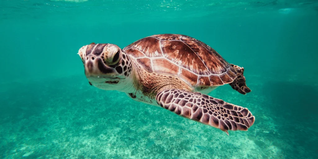 Green sea turtle swimming over a sandy seabed in clear turquoise water near Ayia Napa, Cyprus