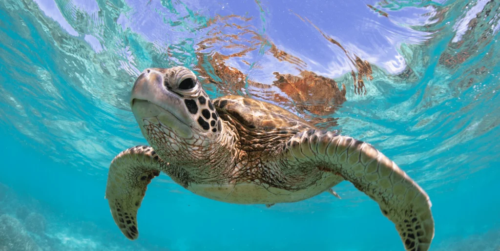 Green turtle swimming just below the surface in clear turquoise water near Cape Greco, Cyprus